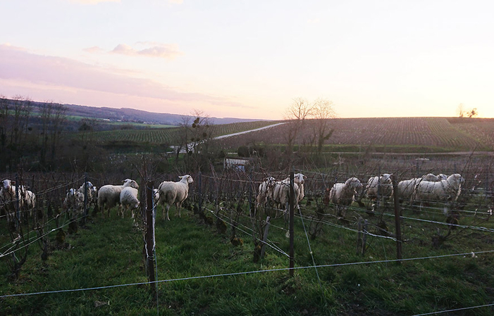 Visita e pranzo al Domaine Champagne Paul Leredde 27,00 €