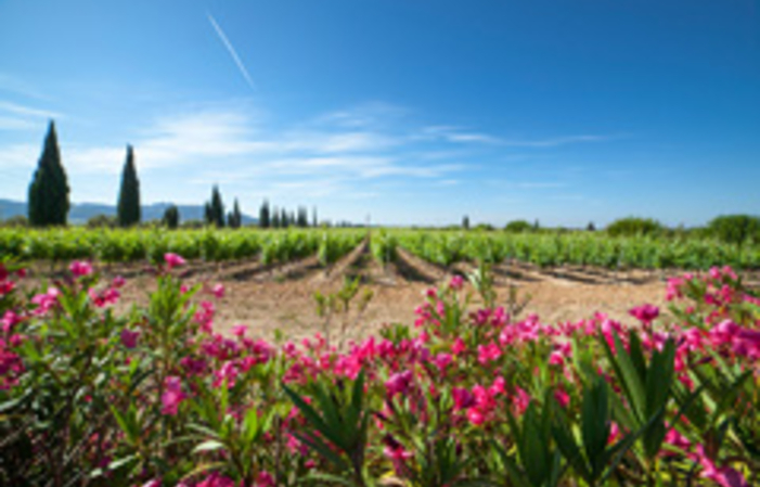 Visita di Domaines Hugues Meffre 1,00 €