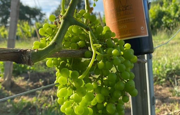Visita e degustazioni di Chateau Escot 1,00 €