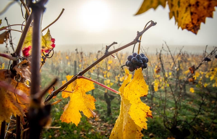 Visita Domaine des Closiers 1,00 €