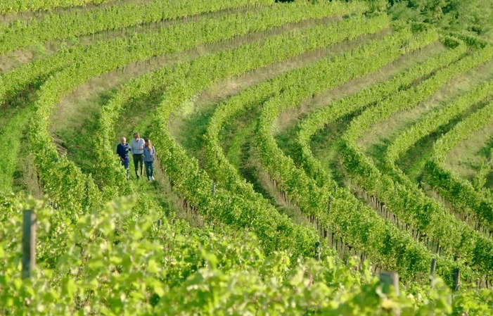 Visita e degustazione presso l'azienda agricola russiz Superiore 1,00 €