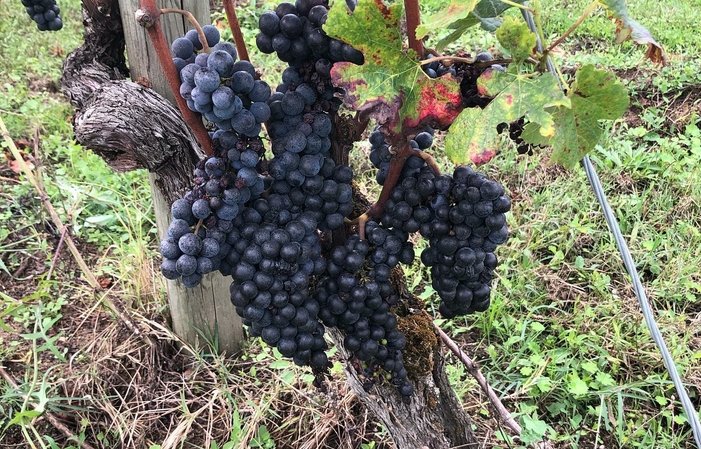 Visita e degustazioni di Chateau Escot 1,00 €