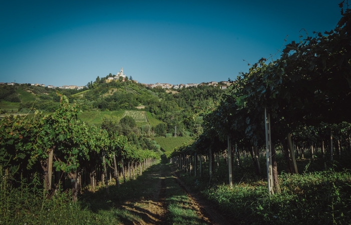 Visita e degustazioni presso la Cantina Tollo 1,00 €