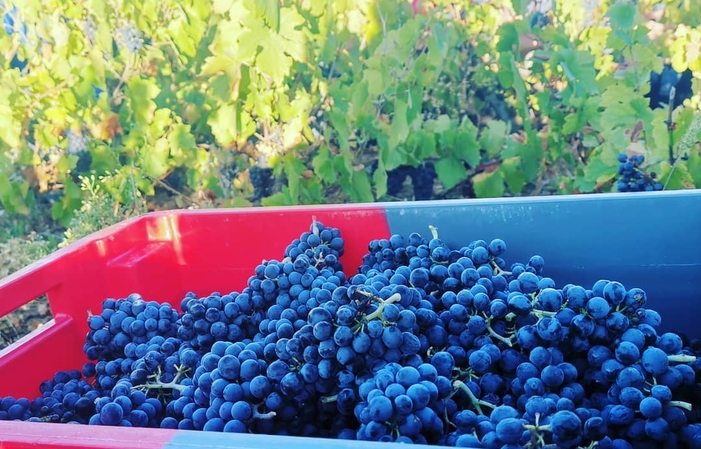 Visita e degustazioni di Domaine Frédéric Berne 15,00 €