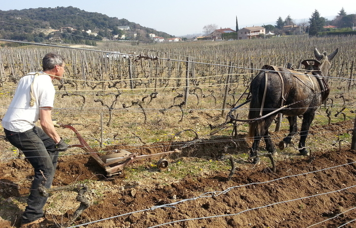 Visita e degustazione al domaine du Coulet 1,00 €