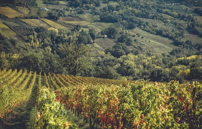 Visita e degustazioni di Masciarelli Tenute Agricole 1,00 €