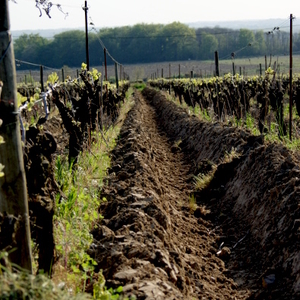 Foto del vino