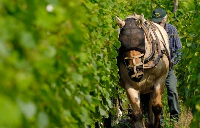 Domaine F. Baur, Gîte du Vigneron €75.00