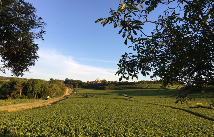 Votre séjour au coeur des vignes en Bourgogne 320,00 €