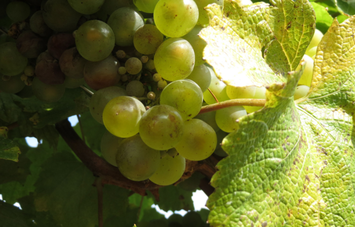 Votre séjour au coeur des vignes en Bourgogne 320,00 €