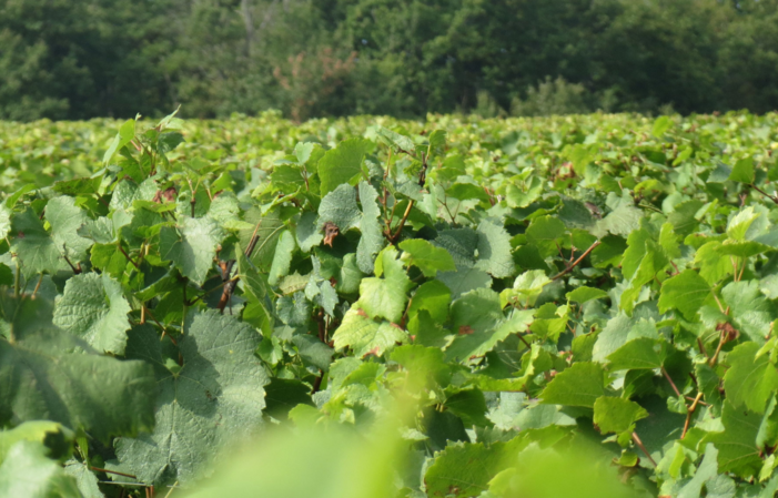 Votre séjour au coeur des vignes en Bourgogne 320,00 €