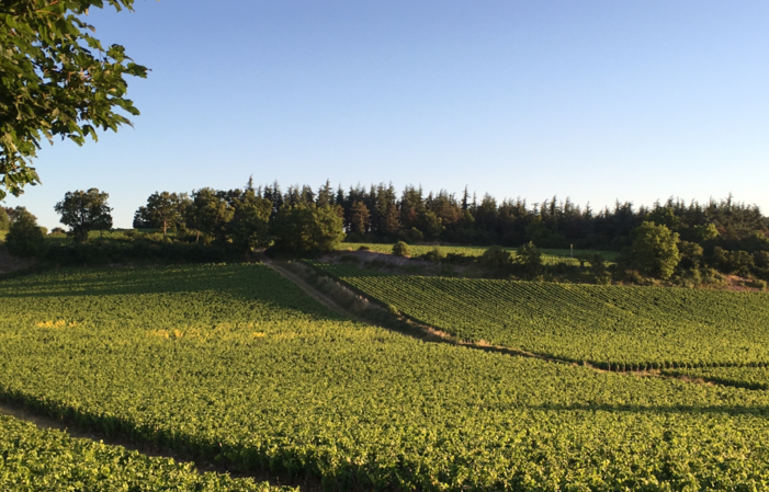 Votre séjour au coeur des vignes en Bourgogne 320,00 €