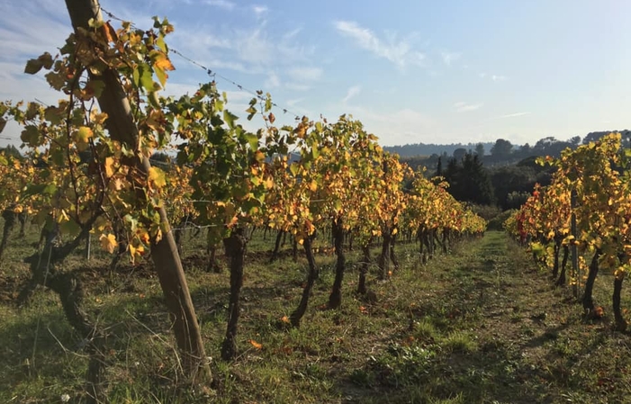 Selection of wines Domaine Cazaban Free