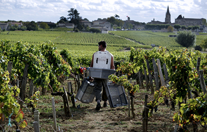 Selection of Bordeaux: Château Soutard Wines Free