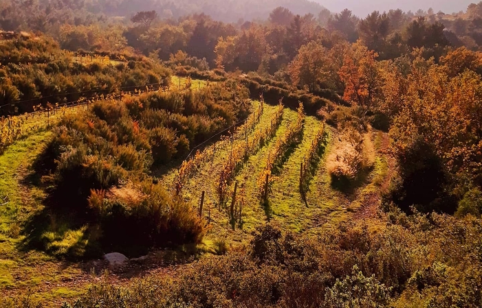 Selection of wines, Domaine La Bégude Free