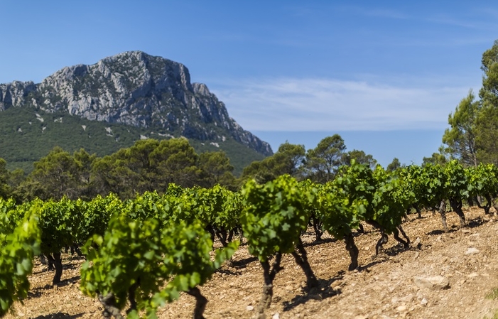 Selection of Coteaux du Languedoc: Domaine de Montcalmès Free