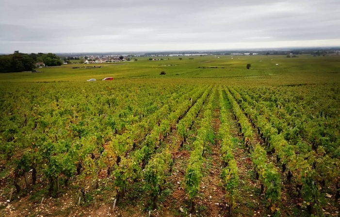 Selection of Burgundy Domaine Marchand-Grillot Free