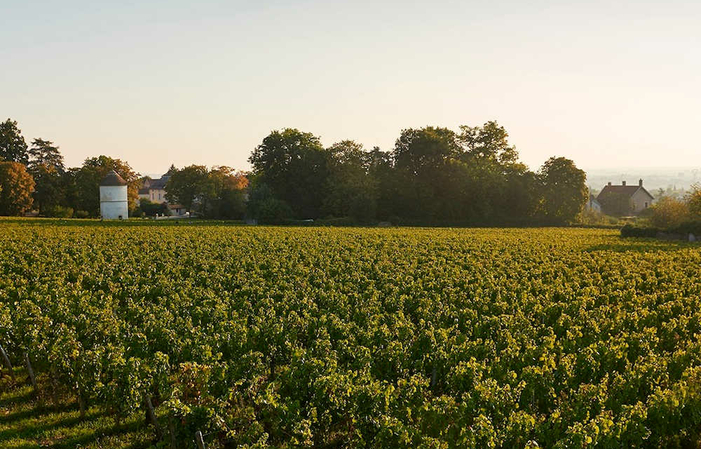 Selection of Burgundy: Domaine René Bouvier Wines Free