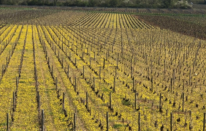 Selection of wines Domaine Buisson- Charles Free