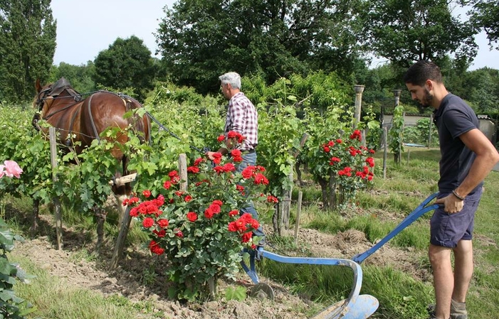 Organic wines - Bordeaux €16.50