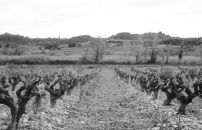 Visit and tastings of the Domaine Des Romarins €20.00
