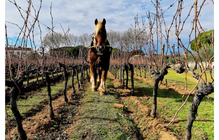 In the shoes of the winemaker complete experience! €52.00