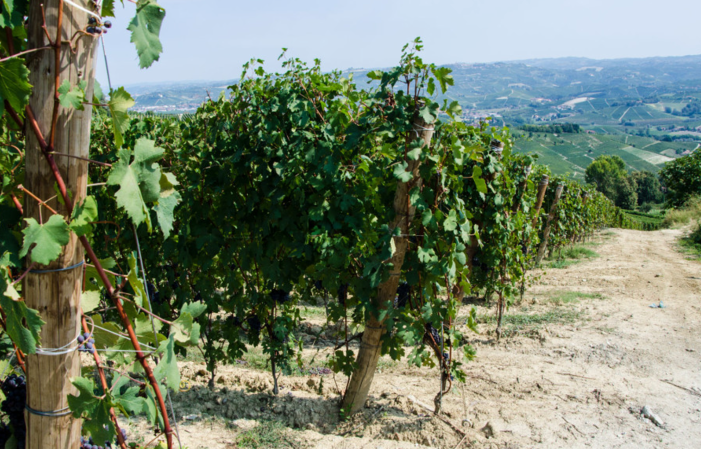 Visit and Tasting at Domaine Roberto Voerzio €1.00