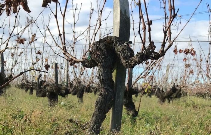 Visit Château Lacour Jacquet - Cru Bourgeois du Médoc €1.00