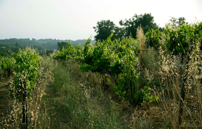 Visit and Tasting at Château Pleybonhomme-Les-Tours €1.00