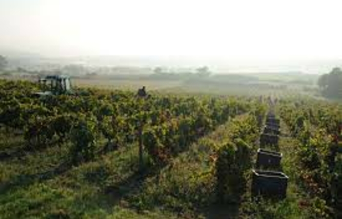 Visit and Tasting at the Domaine de Prapin €10.00