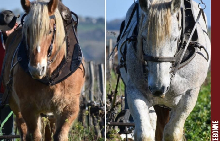 Cazebonne Castle tasting tour €5.00