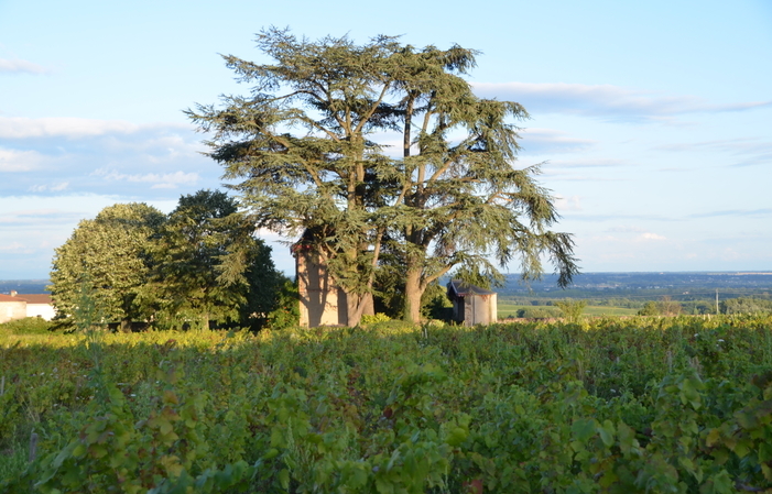 Picnic in the Vineyards at the Château des Bachelards €30.00