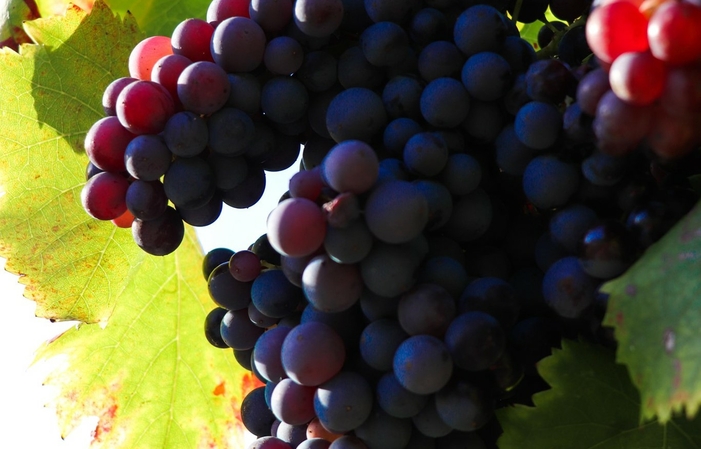 Visit and taste at the Château De L'escarelle €10.00