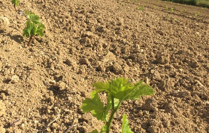 Visiete and tastings at Podere Della Torre Vini €1.00