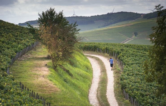 Visit and Tasting at the Domaine des Malandes €1.00