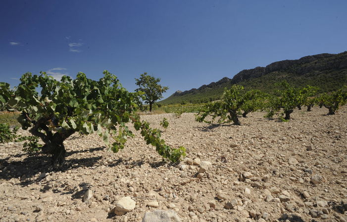 Visit to the Juan Gil Jiménez wine estate €12.00