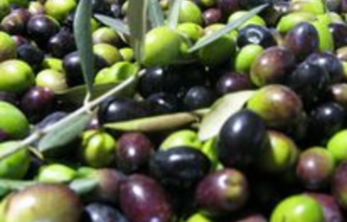 Visit and tastings at Domaine Terre de Mistral €13.00