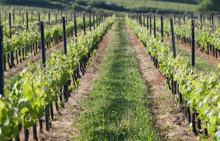 Visit and Tasting at Château Haut-Guiraud €1.00
