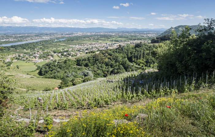 Visit and Tasting at domaine du Coulet €1.00