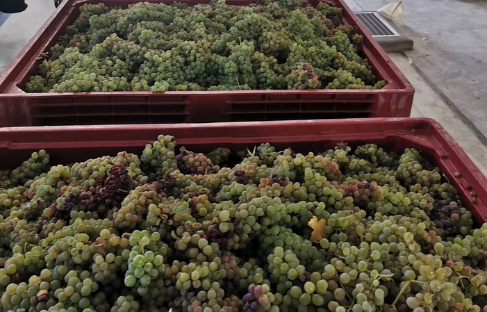 VISIT of DOMAINE RABASSE CHARAVIN €1.00