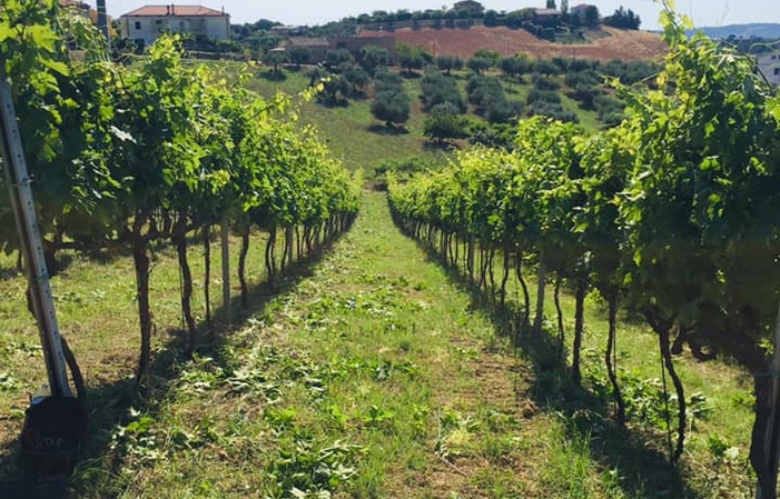 Visiete and tastings at Podere Della Torre Vini €1.00