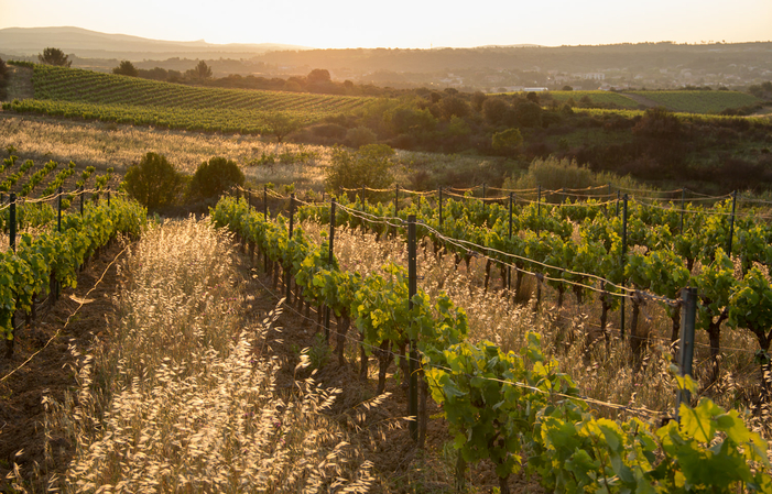 Visit and Tasting at the Domaine des Prés Lasses €1.00