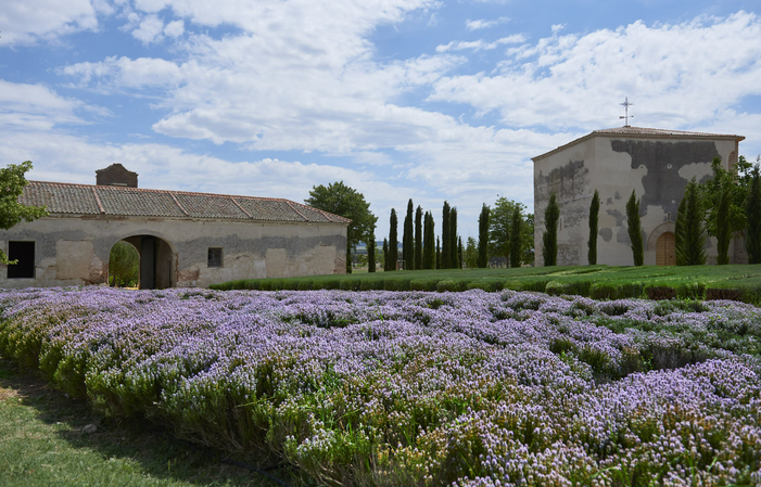 Discovery and Tasting Visit to La Mejorada €16.00