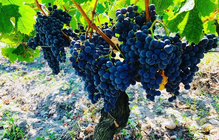 Visit Château Lacour Jacquet - Cru Bourgeois du Médoc €1.00