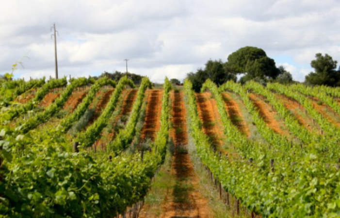 Wine tasting and Guided Tour €10.00