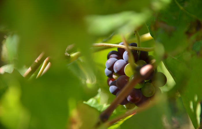 Private half-day tour of Côte de Nuits €175.00