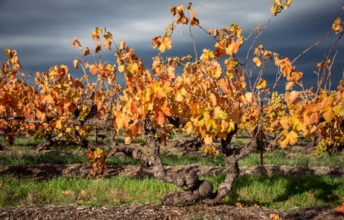 Visit Turkey Flat Vineyards €15.00