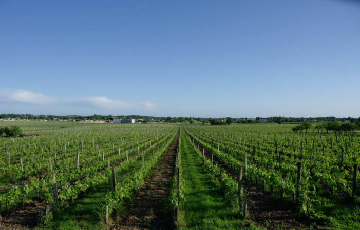 Visit and Tasting at Château Roland La Garde €1.00