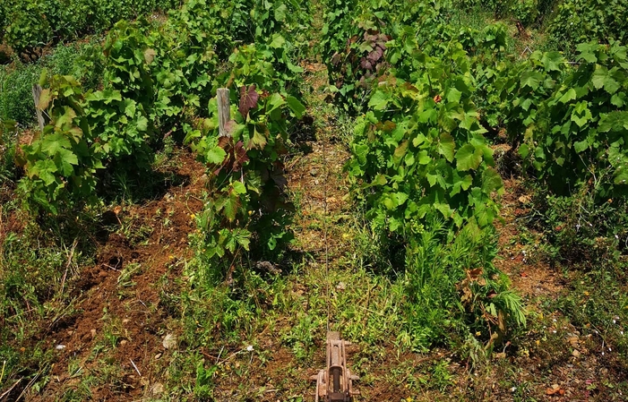 Visit and tastings of Domaine Frédéric Berne €15.00