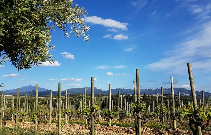 VISIT of DOMAINE RABASSE CHARAVIN €1.00